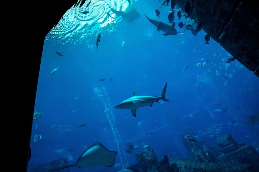 5-Day Pass: Hop-On Hop-Off, Lost World Aquarium, Dubai Frame - The Creek dhow cruise with pizza