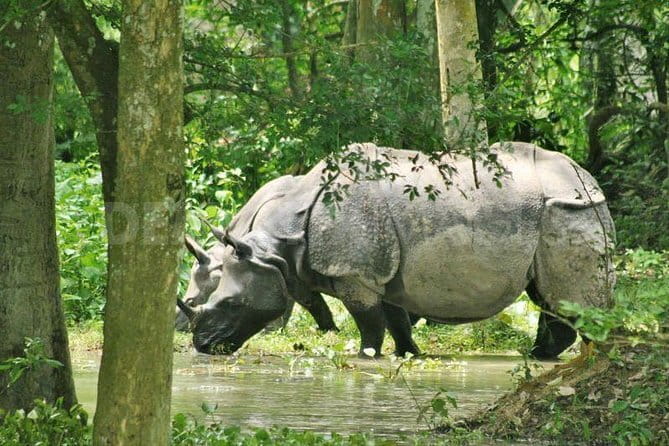 6-Day Tour of Exotic Northeast India: Mawsmai Caves, Double Decker Living Root Bridge and Kaziranga National Park - Six details that shape the experience