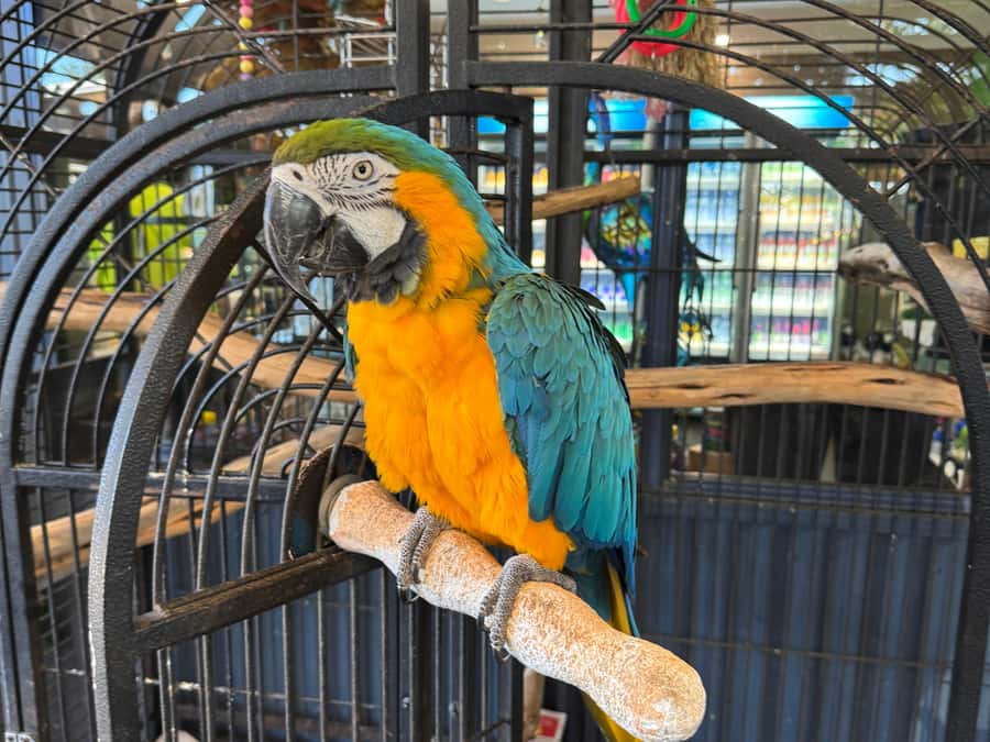 Airlie Beach: Sightseeing Bus Tour - Key details before you book