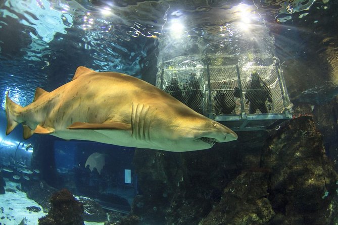 Barcelona City Tour Hop-On Hop-Off and Aquarium - Should you book the Barcelona City Tour and Aquarium?