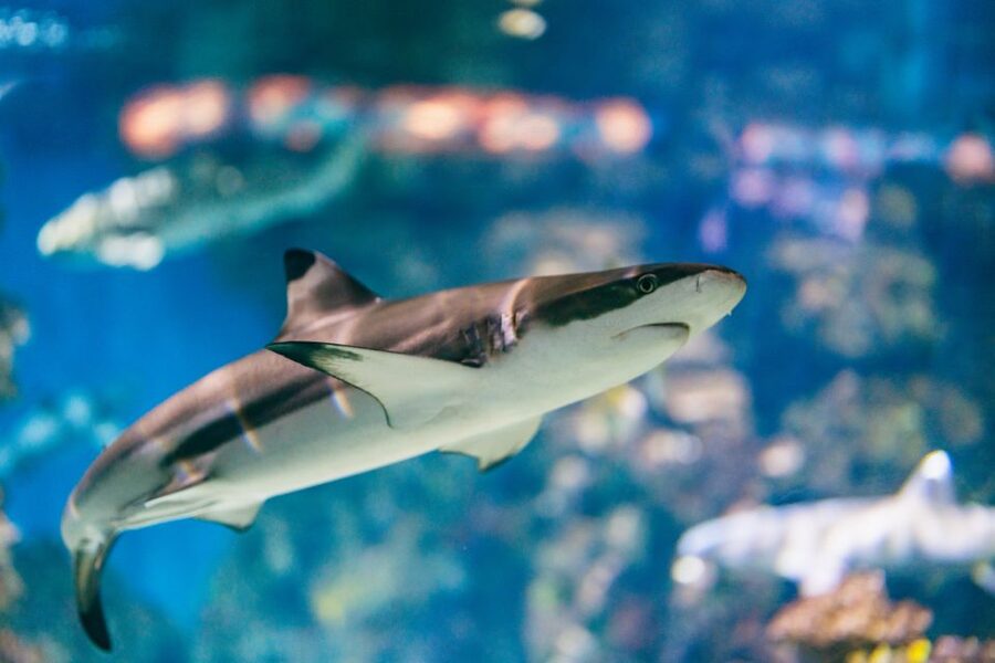 Barcelona: Hop-On Hop-Off Bus & Aquarium Tour - The green route from Barceloneta to Park Güell