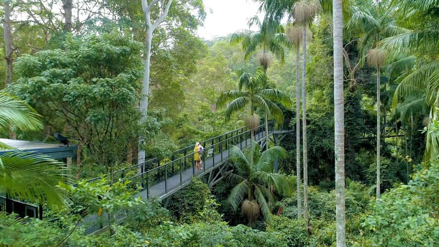 Brisbane: Daytime Glow Worm Caves Hop-on Hop-off Bus Tour - Five things to know before you book