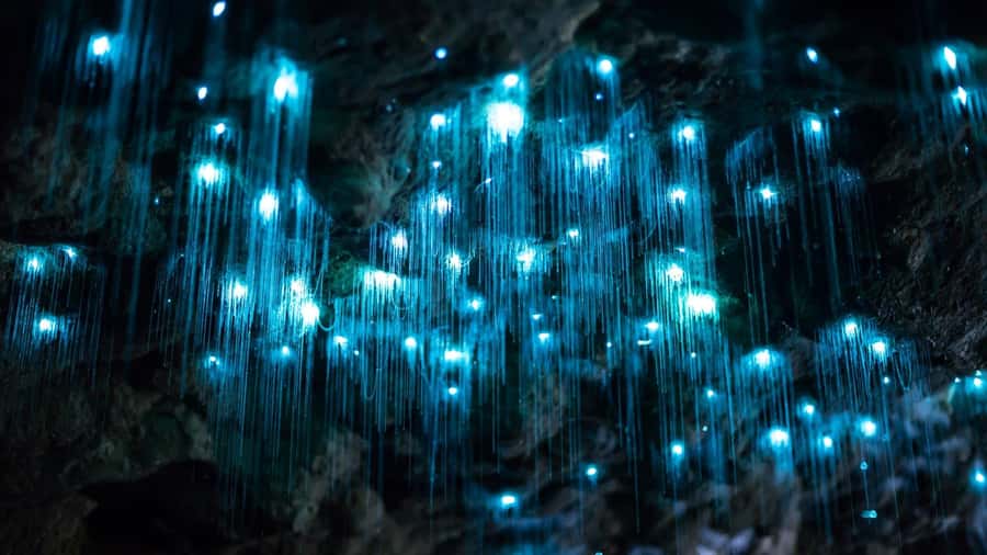 Brisbane: Daytime Glow Worm Caves Hop-on Hop-off Bus Tour - Tamborine Mountain’s views and photo stops