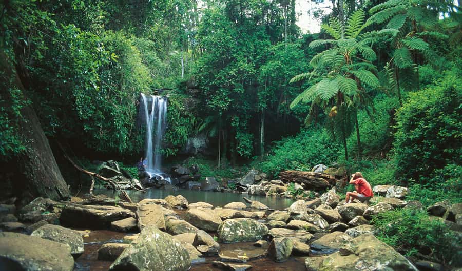 Brisbane: Hop on Hop off Bus to Tamborine Mountain - Why this shuttle works better than driving yourself