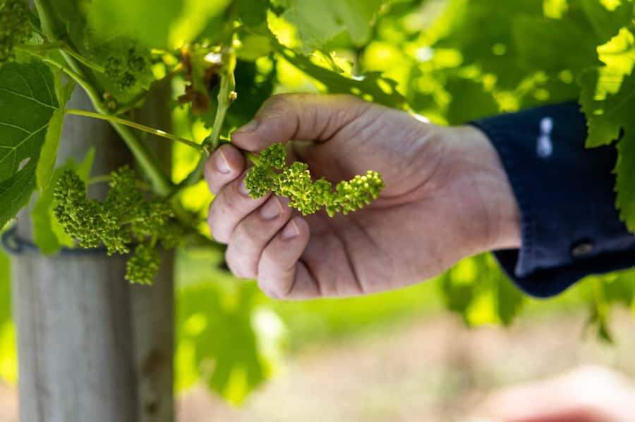Brisbane: Wine Tasting - Hop on Hop off Tour to Mt Tamborine - From Brisbane to Tamborine Mountain