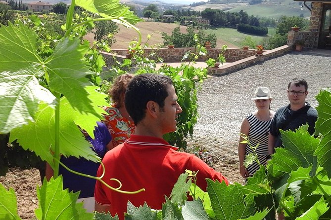 Brunello Vineyards Bus Tour - Rosso and Brunello: what you are tasting
