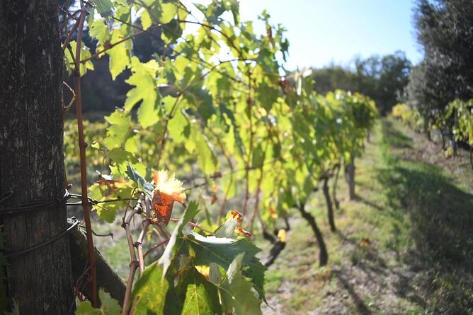Brunello Vineyards Bus Tour - What the $216.74 price really buys
