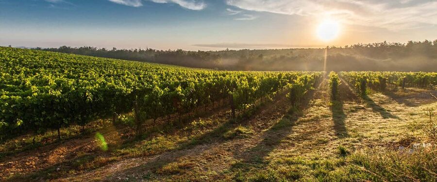 Cape Town: Hop On, Hop Off: Franschhoek Wine Tram Tour! - Key points to know before you book