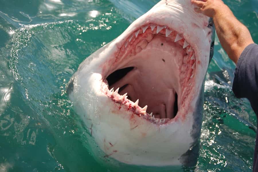 Cape Town: Premium Attractions City Pass with Bus Tour - Waterfront boats, sunsets, and harbour time