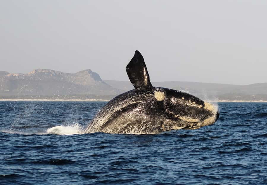 Cape Town: Premium Attractions City Pass with Bus Tour - Wine country, farms, and family-friendly stops