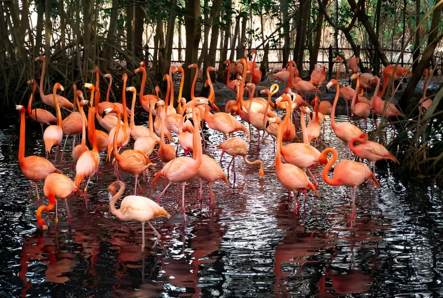 Cartagena: Daytour Aviary and Playa blanca, Barú by bus! - Why this pairing works in Cartagena