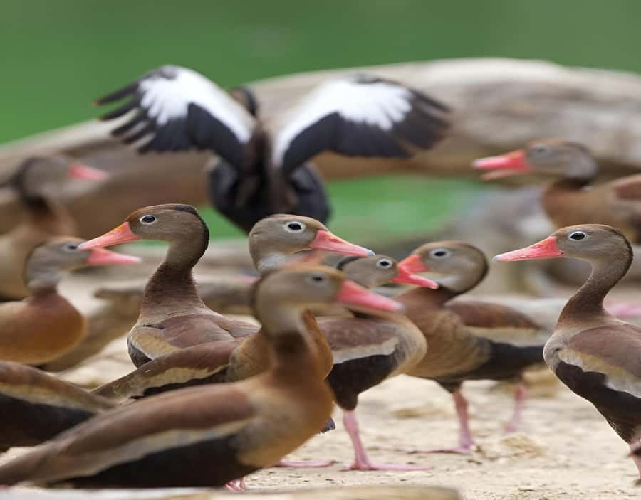 Cartagena: Daytour Aviary and Playa blanca, Barú by bus! - Timing tips that make the day easier