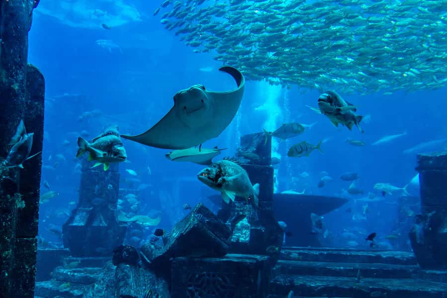 City Sightseeing Dubai HOHO Bus Tour, Aquaventure & More - Key points to know before you book