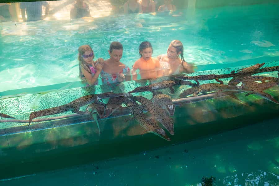 Darwin: Crocosaurus Cove Entry & Hop-on-Hop-Off Bus Tour - Why this Darwin combination works