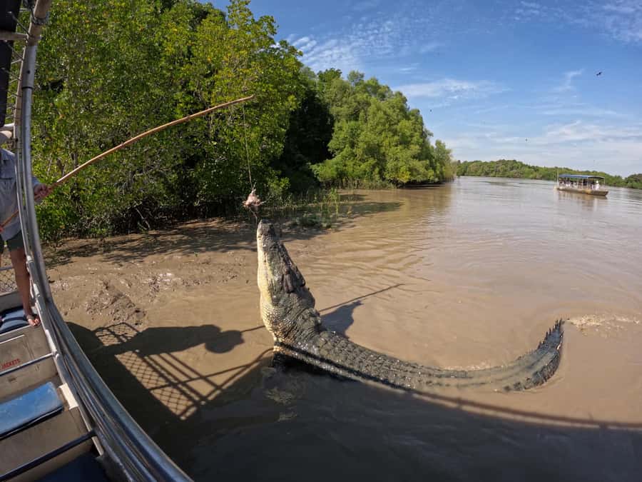 Darwin: The Croc Bus to the Famous Jumping Crocodile Cruise - Key points to know before booking