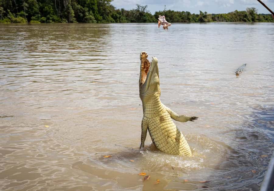 Darwin: The Croc Bus to the Famous Jumping Crocodile Cruise - Fogg Dam: a calmer wildlife stop