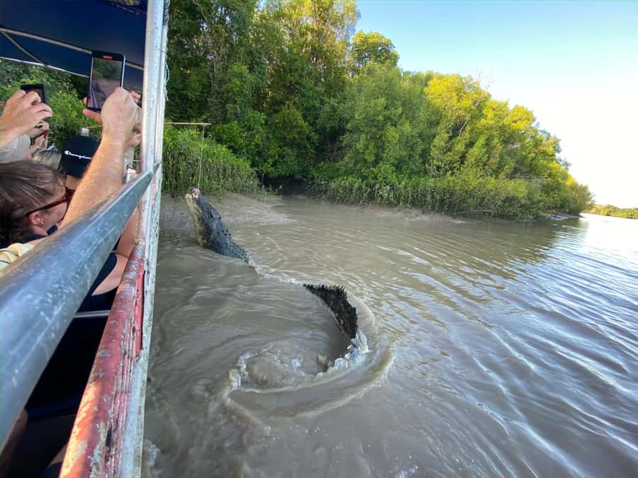 Darwin: The Croc Bus to the Famous Jumping Crocodile Cruise - Timing, group size, and practical comfort