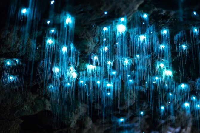 Daytime Scenic Rim Glow Worm Tour + Hop on Hop off Bus - Key points at a glance
