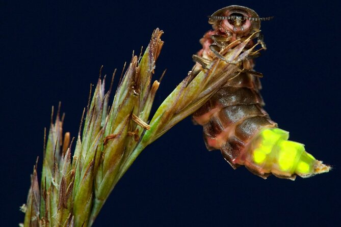 Daytime Scenic Rim Glow Worm Tour + Hop on Hop off Bus - Who will enjoy this experience most
