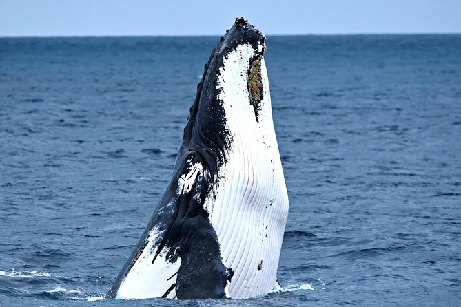 Discover Rottnest with Ferry & Bus Tour - Wadjemup Lighthouse and the island’s story