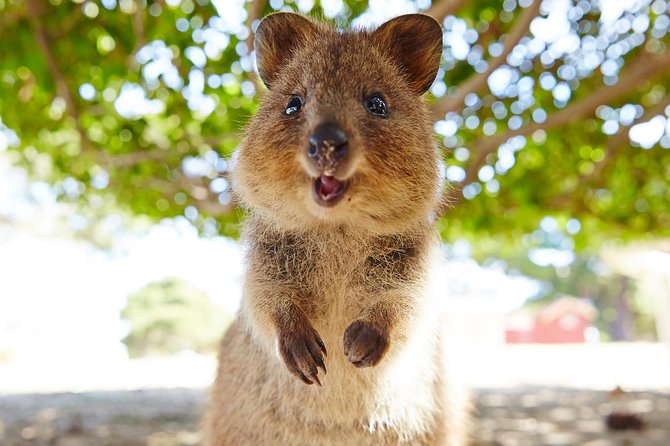 Discover Rottnest with Ferry & Bus Tour - The Swan River cruise before the island
