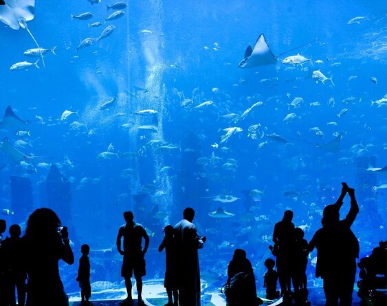 Dubai HOHO Bus Tour, Dhow Cruise & Lost Chambers Aquarium Options - Two routes that show Dubai’s sharp contrasts