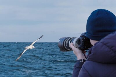 Dunedin City to Sea Wildlife Cruise + Peninsula Bus Tour