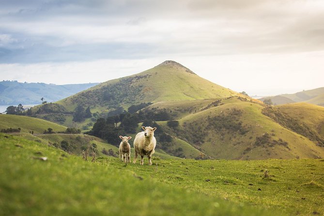 Dunedin City to Sea Wildlife Cruise + Peninsula Bus Tour - The Otago Peninsula by bus from October through April
