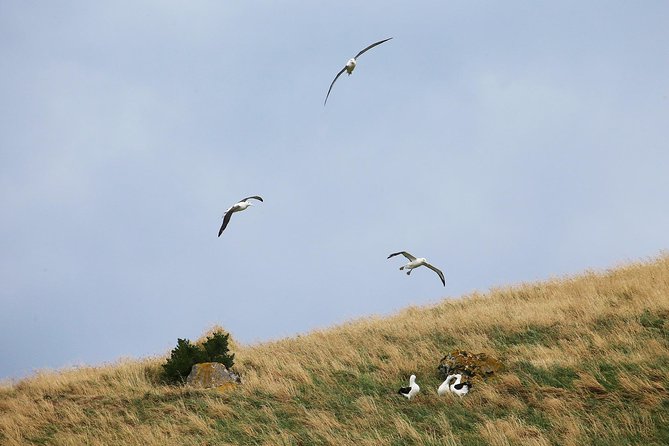 Dunedin City to Sea Wildlife Cruise + Peninsula Bus Tour - The return cruise: peaceful or too quiet?