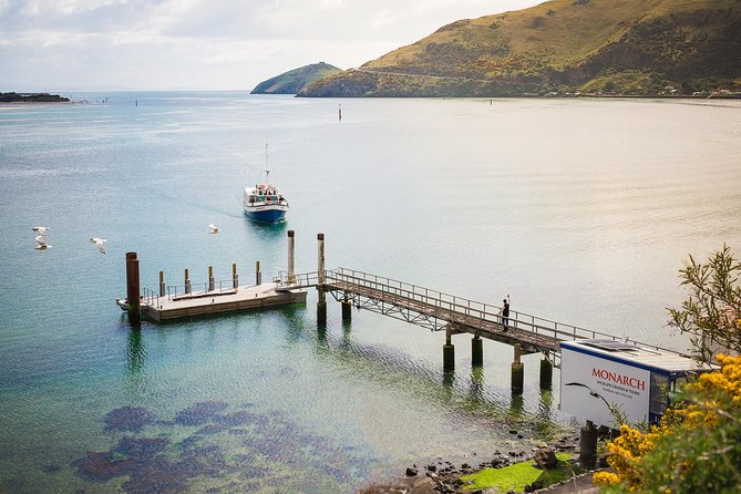 Dunedin City to Sea Wildlife Cruise + Peninsula Bus Tour - Wildlife sightings are possible, not guaranteed