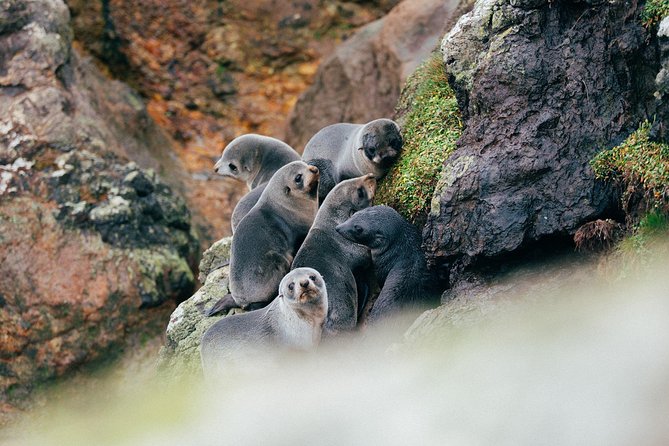 Dunedin City to Sea Wildlife Cruise + Peninsula Bus Tour - Who will get the most from the $74.47 price?