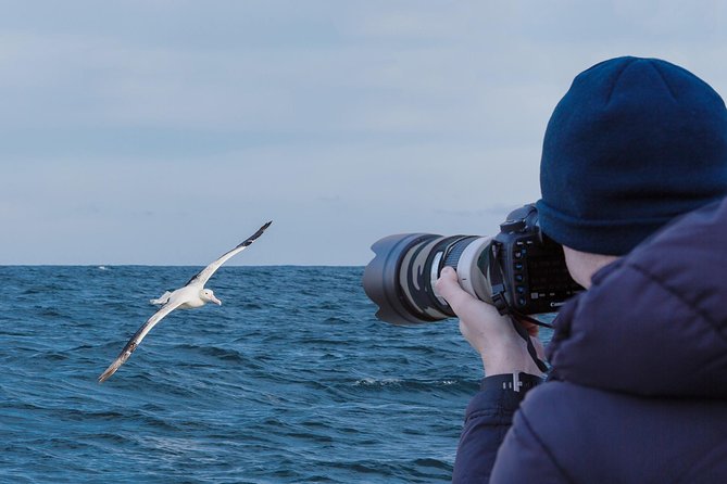 Dunedin City to Sea Wildlife Cruise + Peninsula Bus Tour - Starting at 4:00 pm in central Dunedin