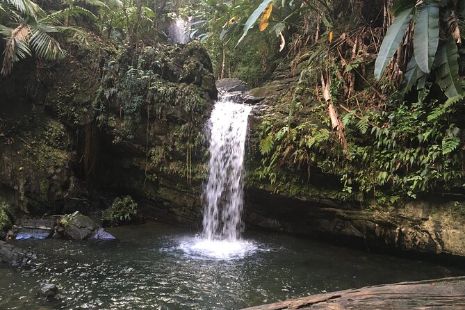 El Yunque Rainforest EZ-going Bus Tour (wheelchair accessible) - La Coca Waterfall in fifteen minutes