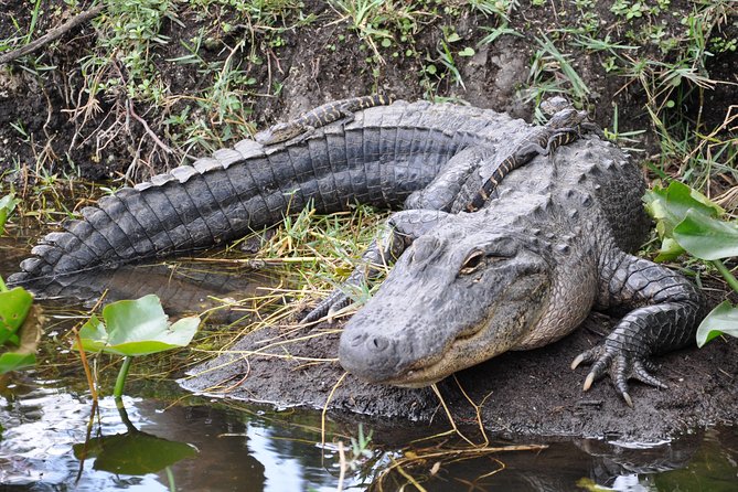 Everglades Airboat, Wildlife Show, and Roundtrip Bus From Miami - The airboat ride through the Everglades