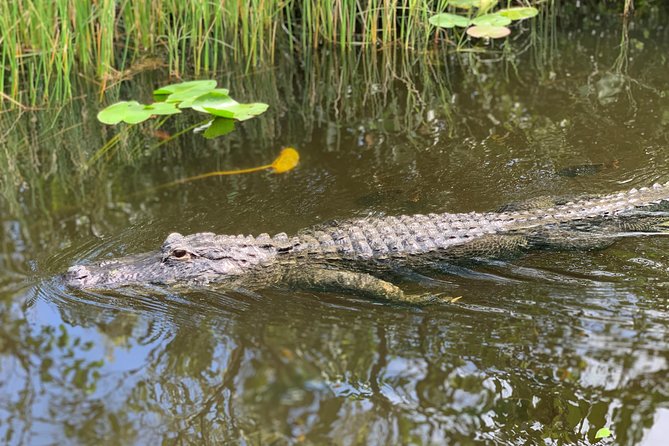 Everglades Airboat, Wildlife Show, and Roundtrip Bus From Miami - How much time do you get at the park?