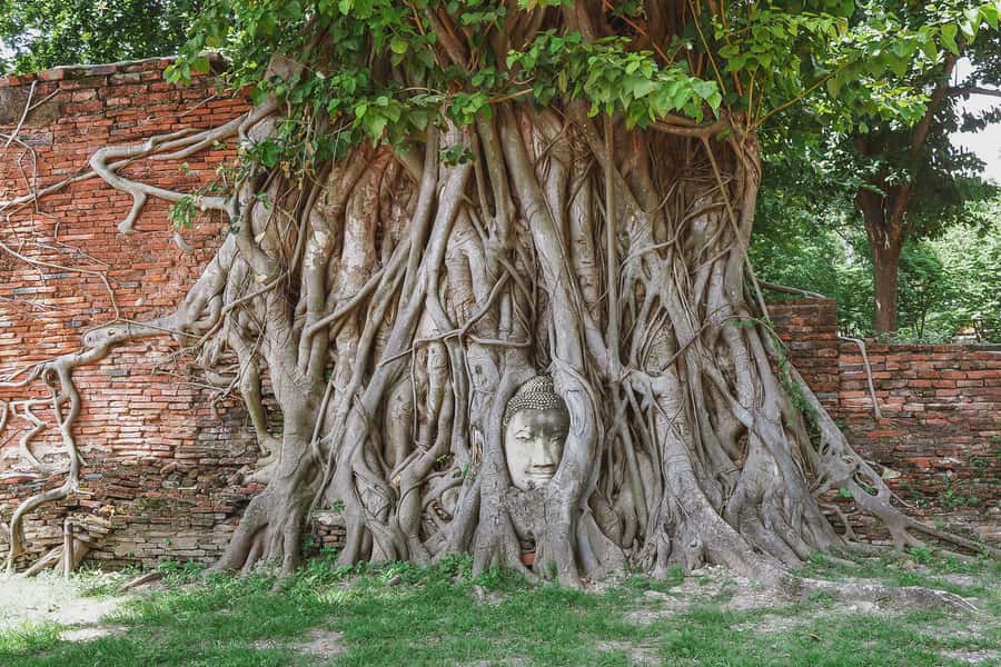 From Bangkok: Ayutthaya Day Tour by Bus with River Cruise - Wat Mahathat and the Buddha head in the roots
