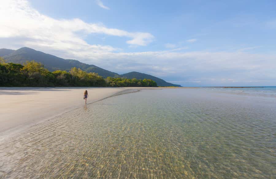 From Cairns: Daintree Wilderness & Cape Tribulation Bus Tour - Key points to know before you book