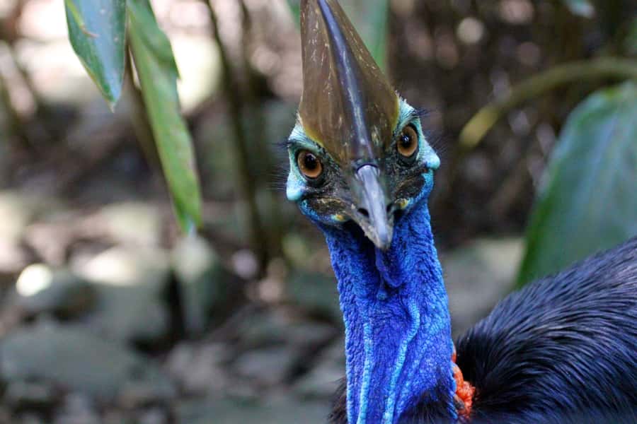 From Cairns: Daintree Wilderness & Cape Tribulation Bus Tour - The guided rainforest walk explains what you are seeing