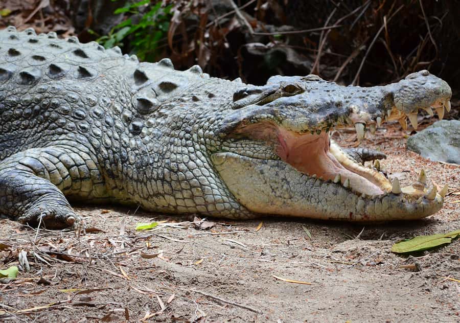 From Cairns: Daintree Wilderness & Cape Tribulation Bus Tour - The Daintree River cruise is one of the day’s best moments