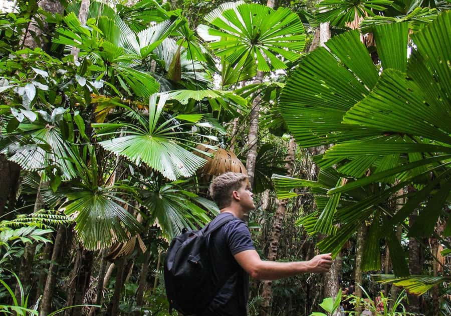 From Cairns: Daintree Wilderness & Cape Tribulation Bus Tour - The guides are the strongest part of the experience