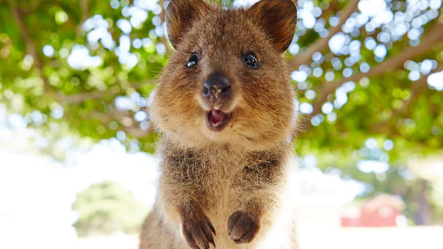 From Fremantle: Rottnest Island Ferry & Bus Day Tour - Should you book the Rottnest Island ferry and bus day tour?