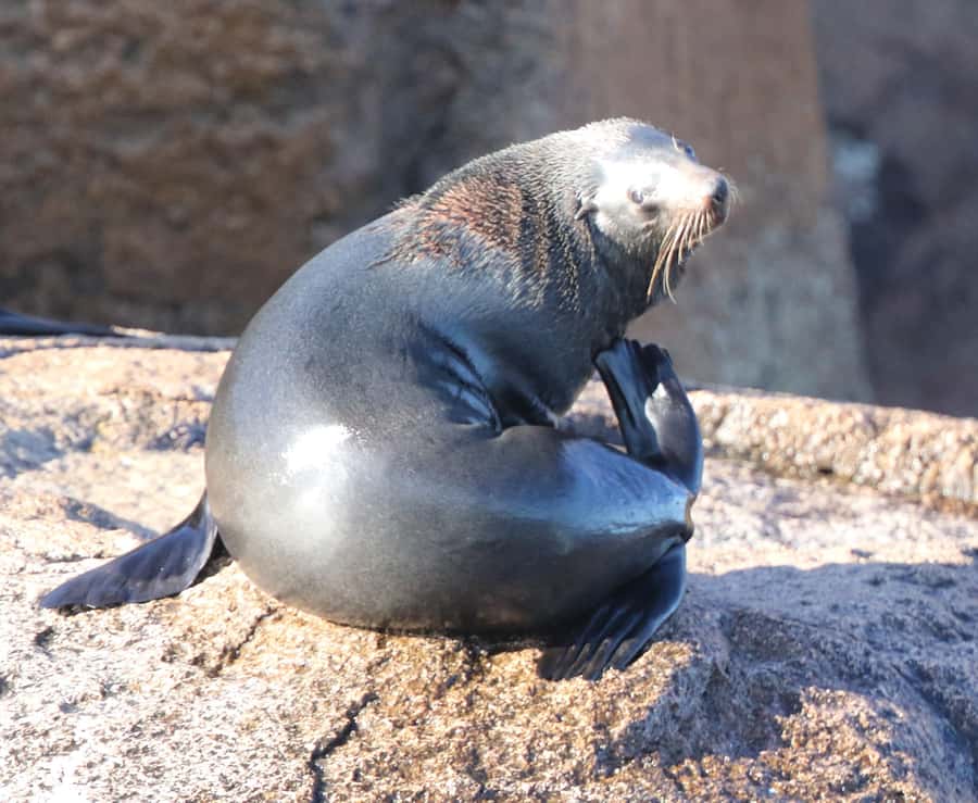 From Hobart: Day Tour to Maria Island with Bus Connection - Lunch at Riedle and Shoal Bay