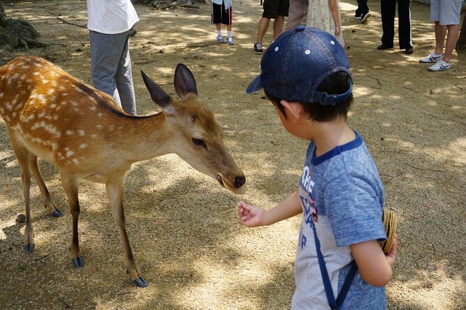 From Kyoto: Nara History Guided Half Day Bus Tour with Lunch - Walking, weather, and group size