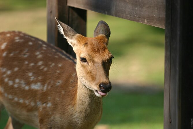 From Kyoto: Nara History Guided Half Day Bus Tour with Lunch - Who should book this Nara tour?
