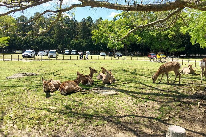 From Kyoto: Nara History Guided Half Day Bus Tour with lunch - The early start and group size