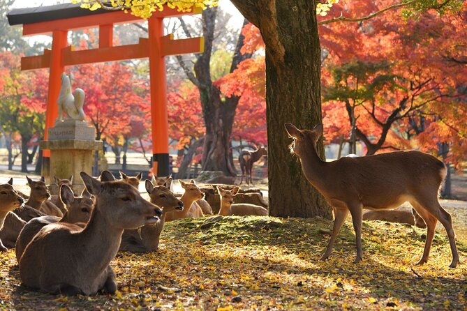 From Kyoto: Nara History Guided Half Day Bus Tour with lunch - Who will get the most from this tour?