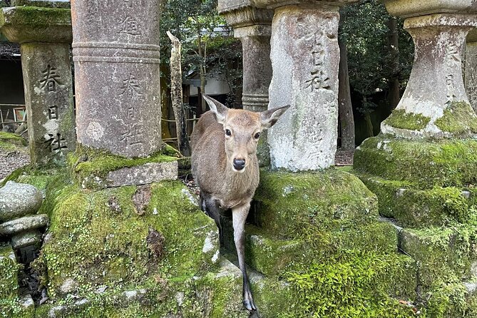 From Kyoto: Nara History Guided Half Day Bus Tour with Lunch - Kasuga Taisha, where Nara’s old faith feels close