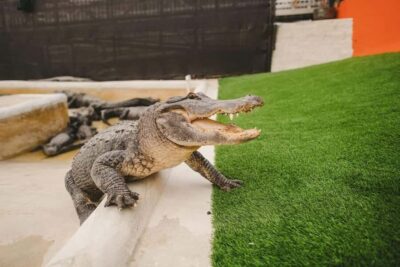 Everglades, Wildlife Show, & Hop-on Hop-off Tour
