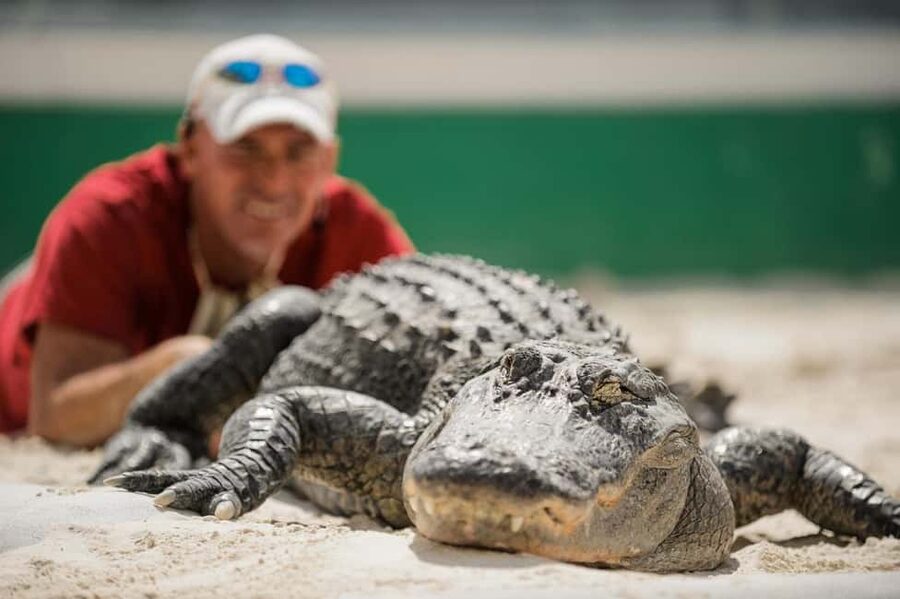 From Miami: Everglades, Wildlife Show, & Hop-on Hop-off Tour - What the 45-minute airboat ride is really like