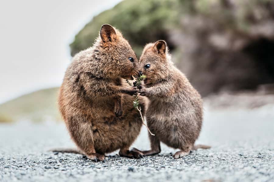 From Perth or Fremantle: Rottnest Island Ferry and Bus Tour - Key things to know before you book